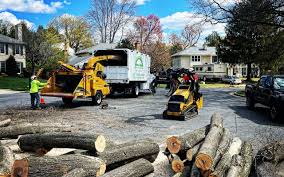 How Our Tree Care Process Works  in Woodfield, SC