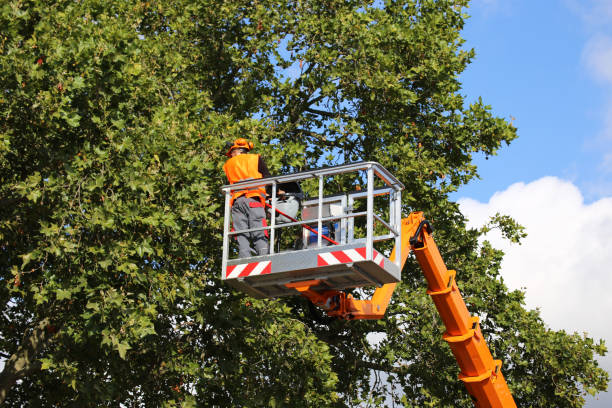 Best Storm Damage Tree Cleanup  in Woodfield, SC